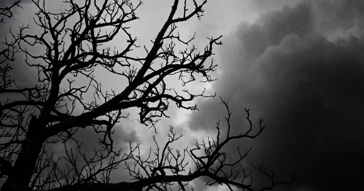 枯れ木と暗い雲が広がるモノクロ写真