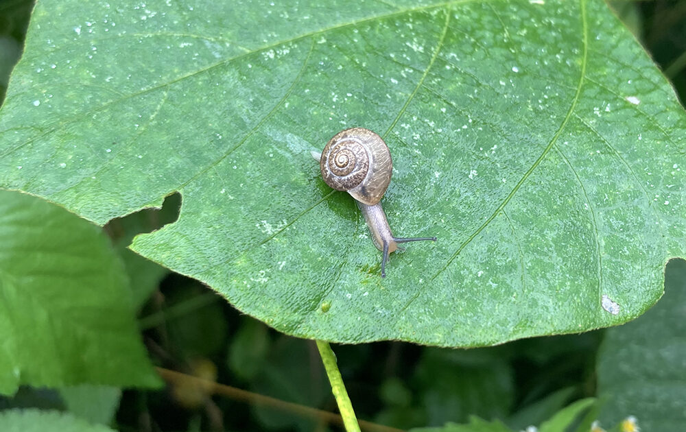 葉の上を歩く小さなカタツムリ
