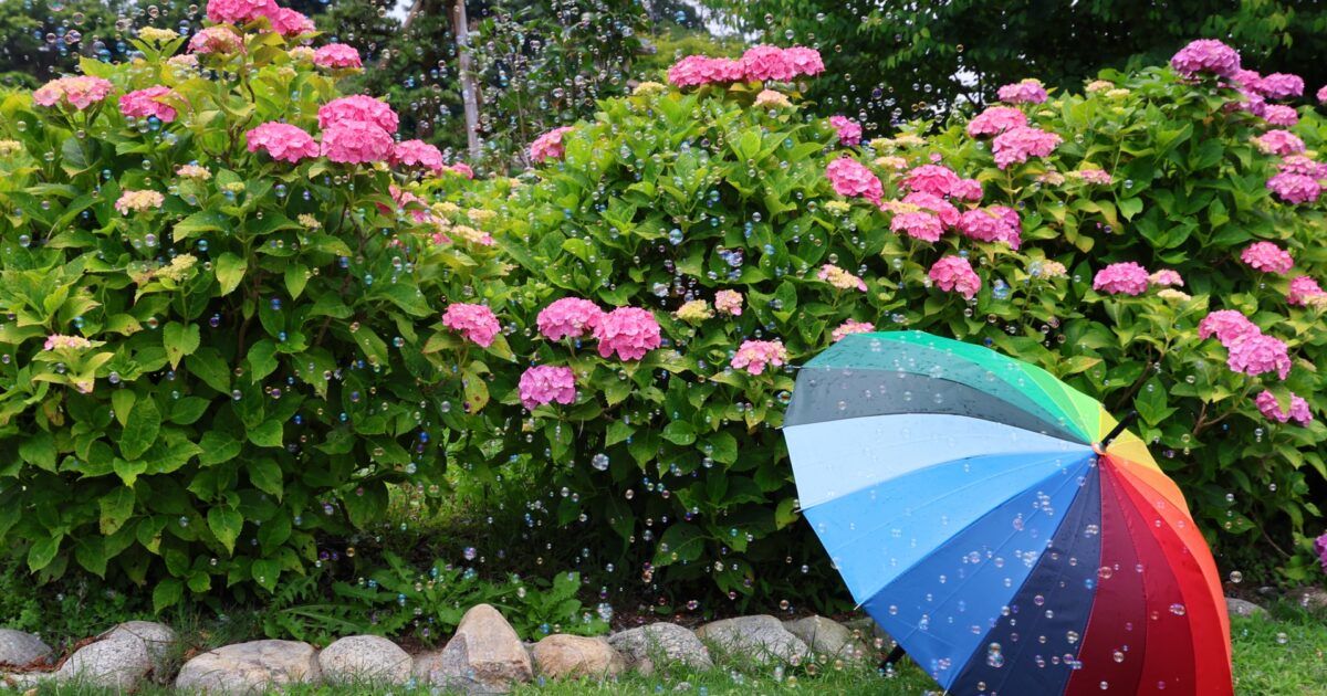 あじさいと虹色の傘とシャボン玉が浮かぶ庭