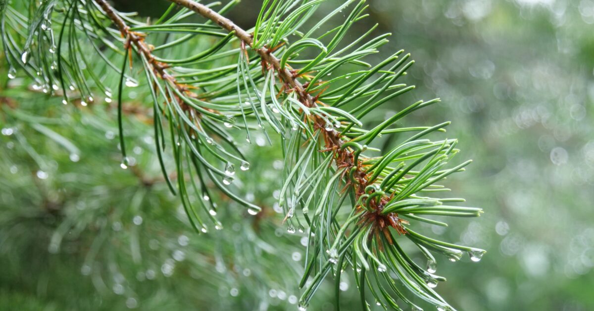 松の葉に付いた雨のしずくのクローズアップ