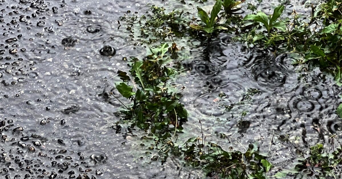雨で水たまりができた地面と濡れた雑草