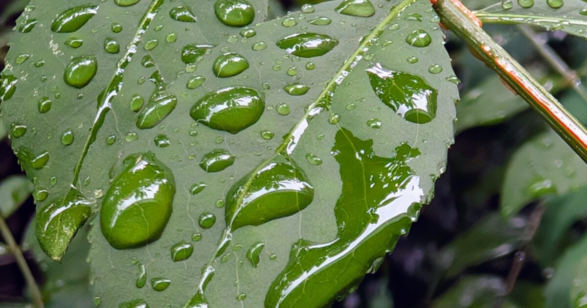 雨粒が付いた緑の葉のクローズアップ