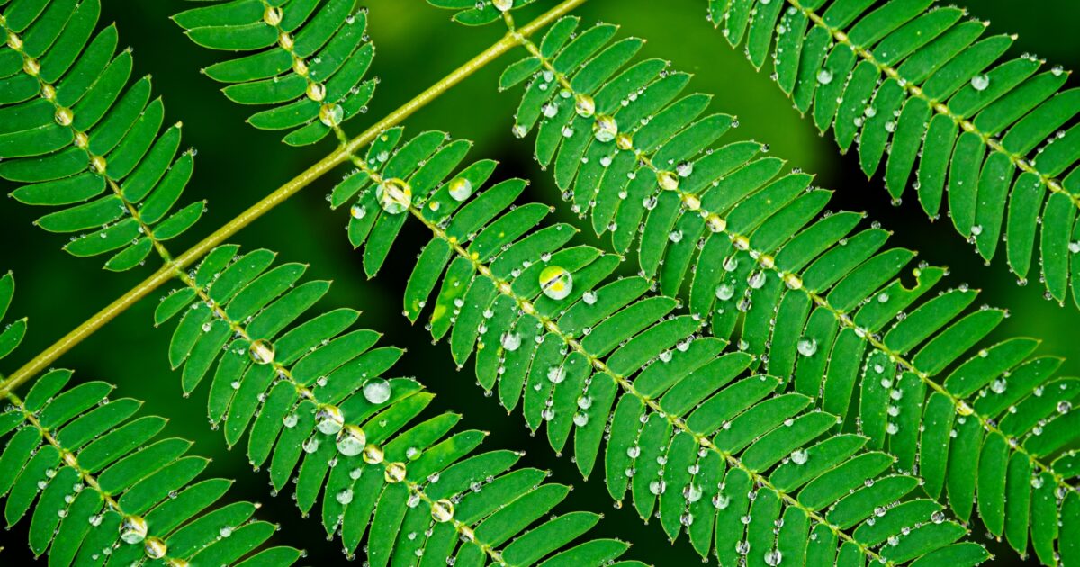 雨粒が付いたシダ植物の緑の葉のクローズアップ