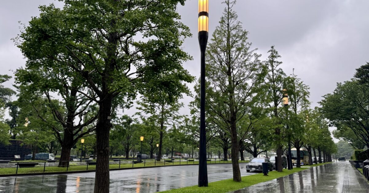 雨で濡れた並木道と点灯した街灯の風景