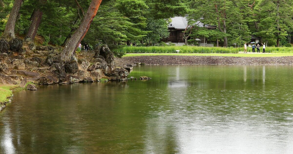雨が降る日本庭園の池と松の木の風景
