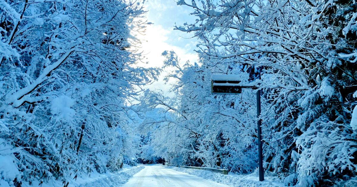 雪に覆われた木々と冬の山道