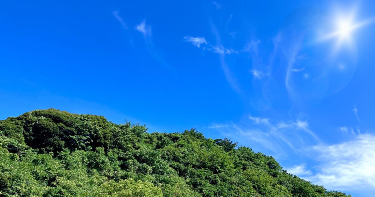 青空と太陽に照らされた緑の森