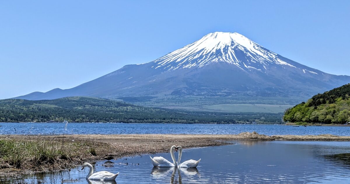 富士山と湖に浮かぶ白鳥の風景