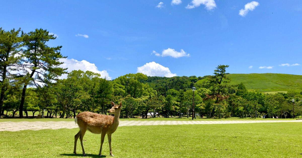 芝生の広場に立つ鹿と青空の風景