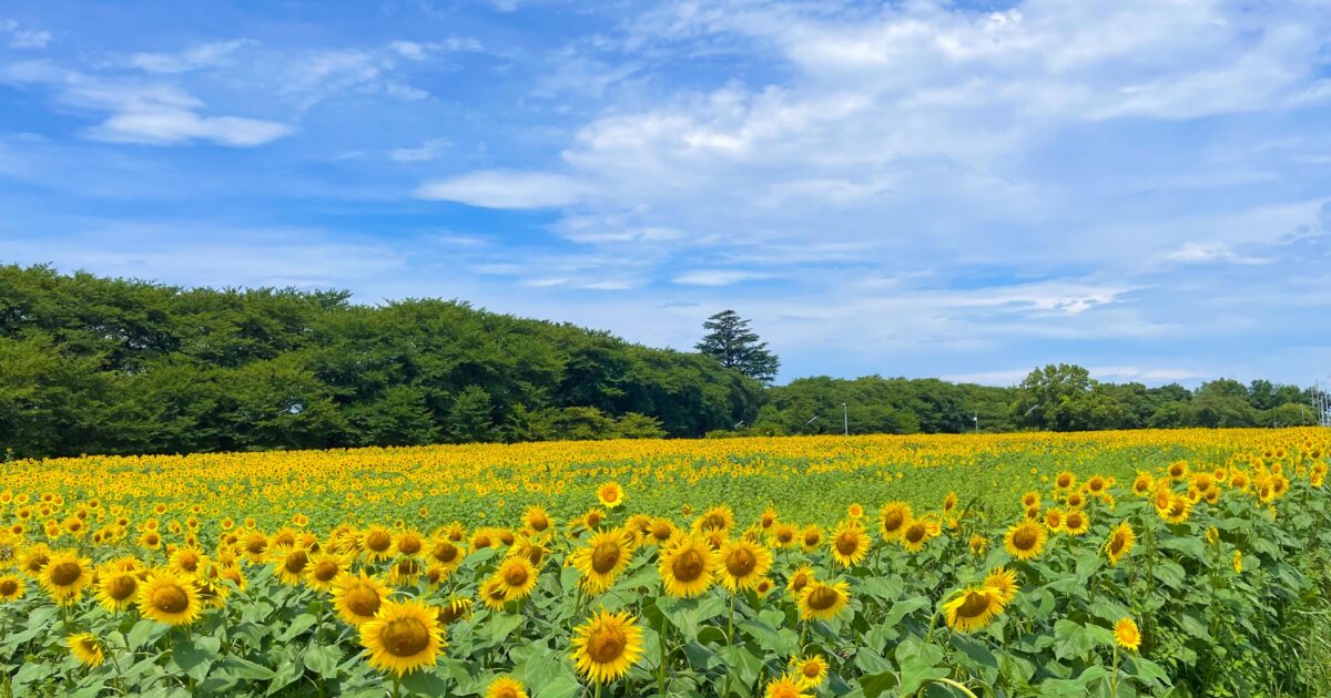 夏空の下に広がるひまわり畑