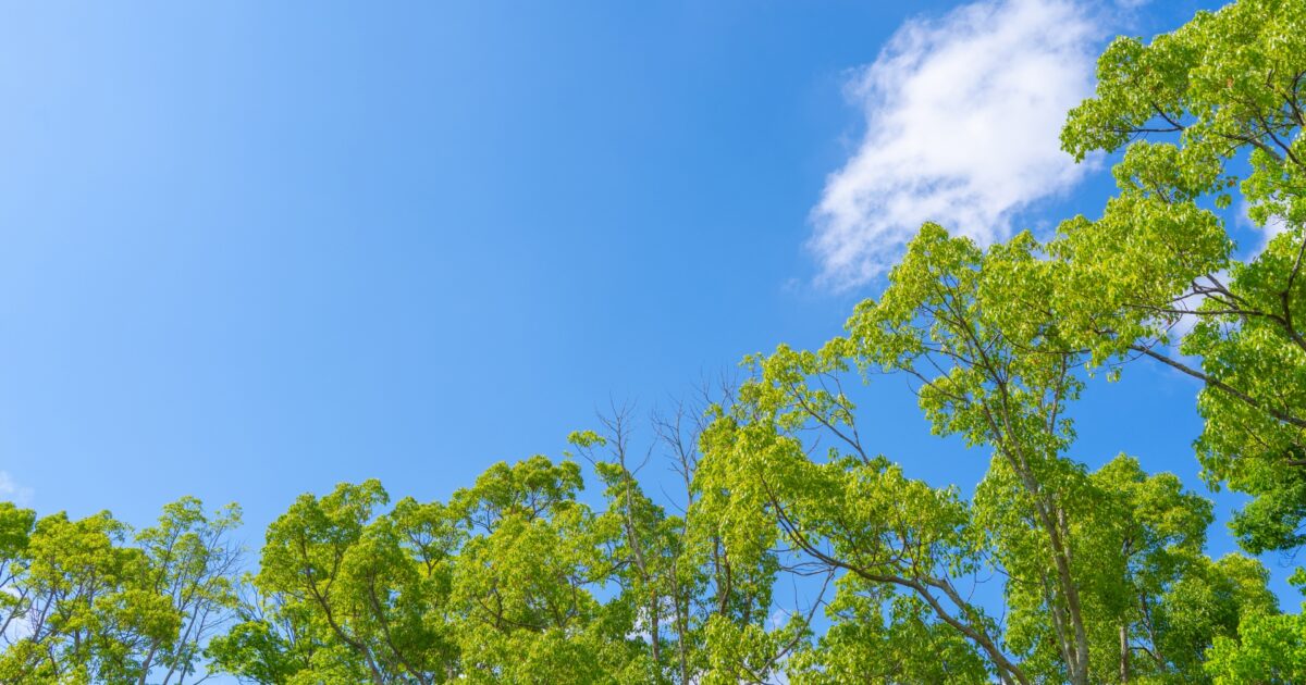 新緑の木々と青空