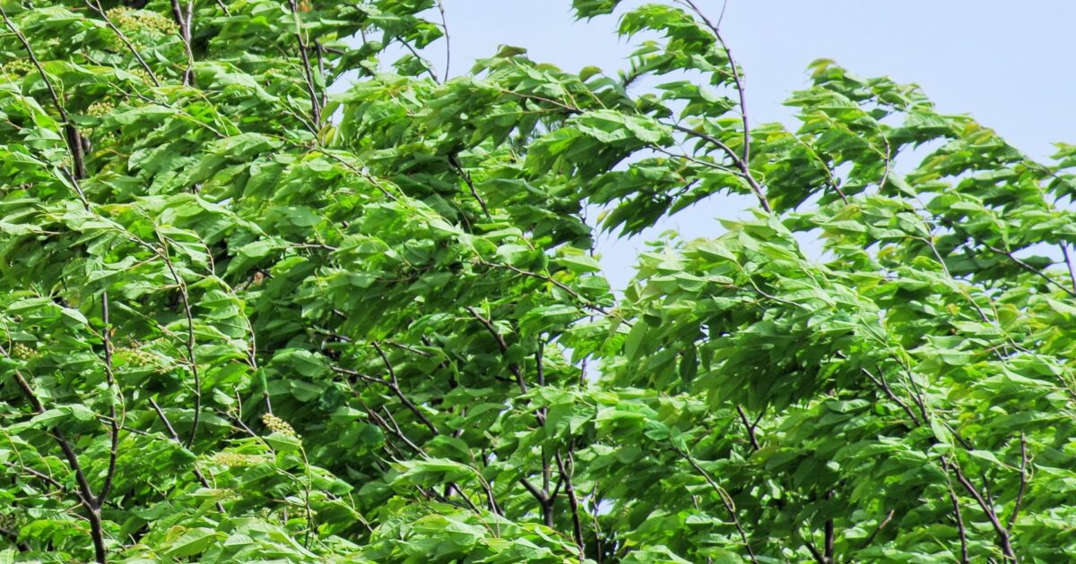 風で揺れる青々とした木の葉