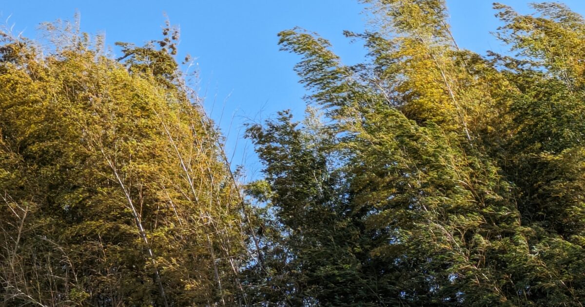 青空と風に揺れる竹林の風景