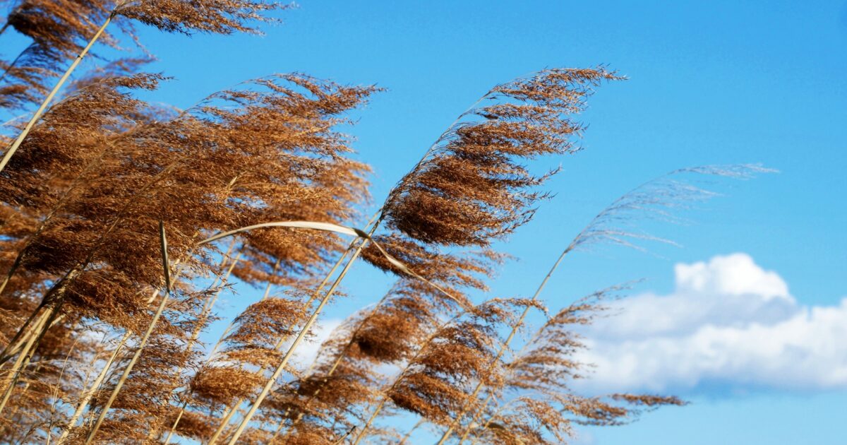 青空と風にそよぐススキの穂