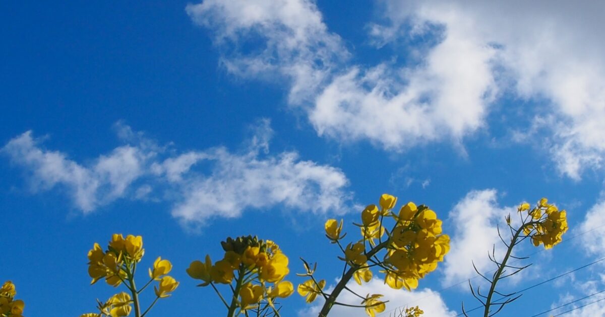 青空と風に揺れる菜の花のアップ