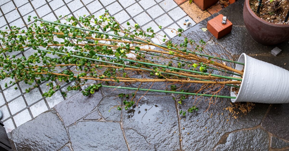 強風で倒れた鉢植えの植物と濡れた地面