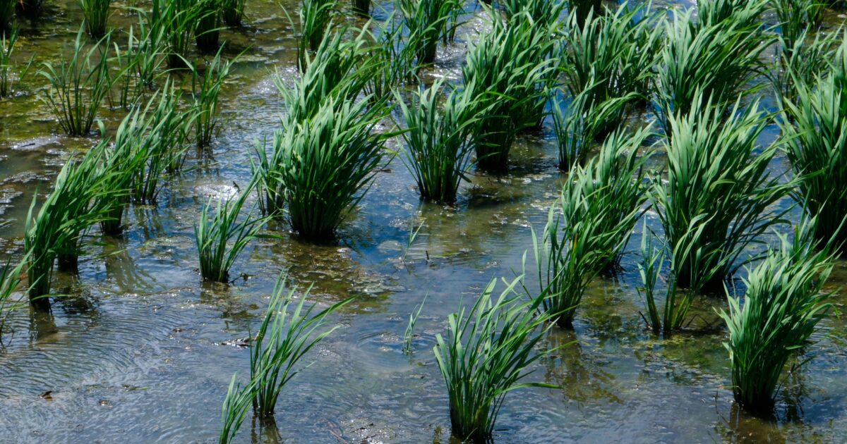 風に揺れる田植え直後の稲と水田