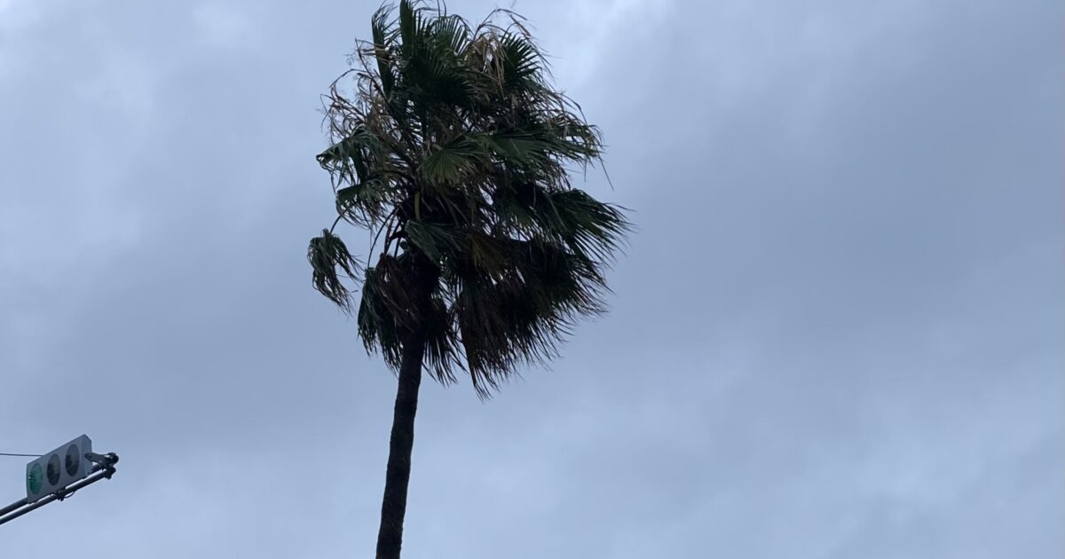 強風に揺れるヤシの木と曇り空