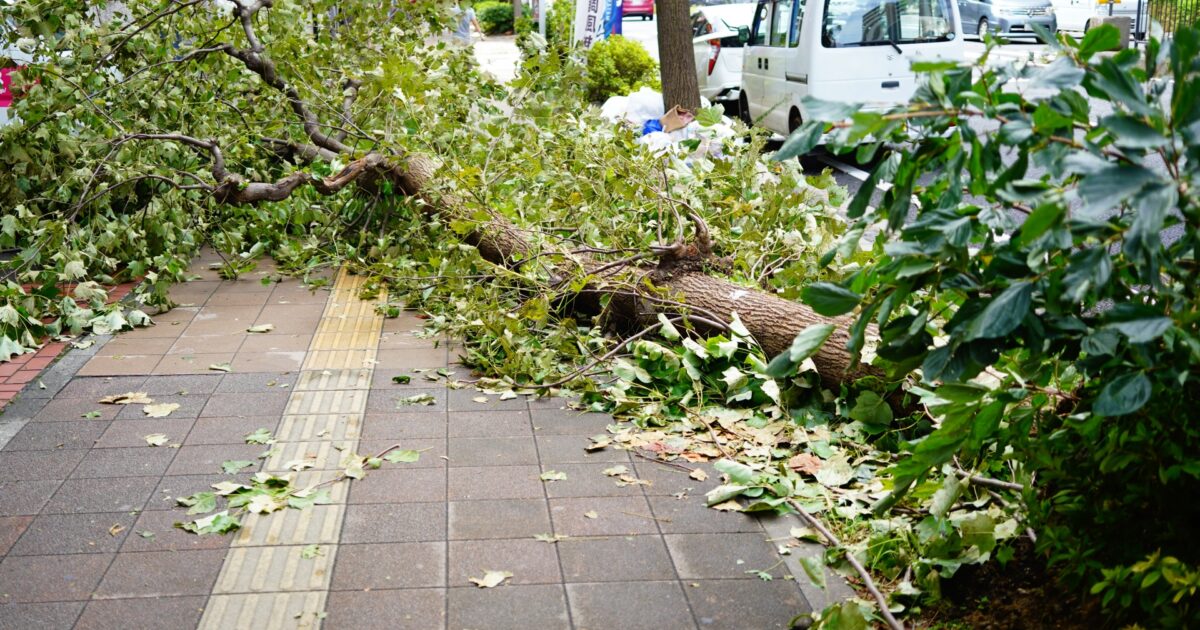 強風で倒れた街路樹と歩道の被害