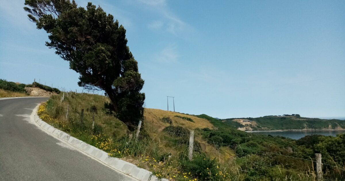 風に吹かれる傾いた木と海沿いの道