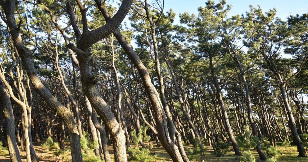 風で傾いた松の木が並ぶ森林風景
