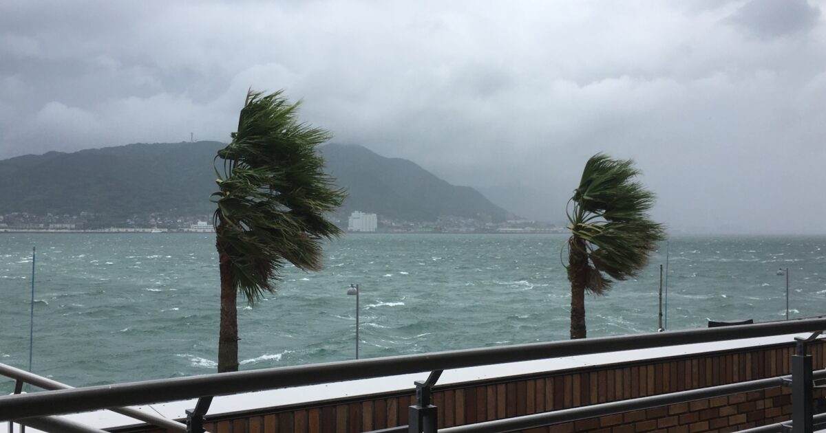 強風に揺れるヤシの木と荒れた海